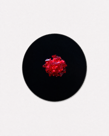 Wine Red Sunflower